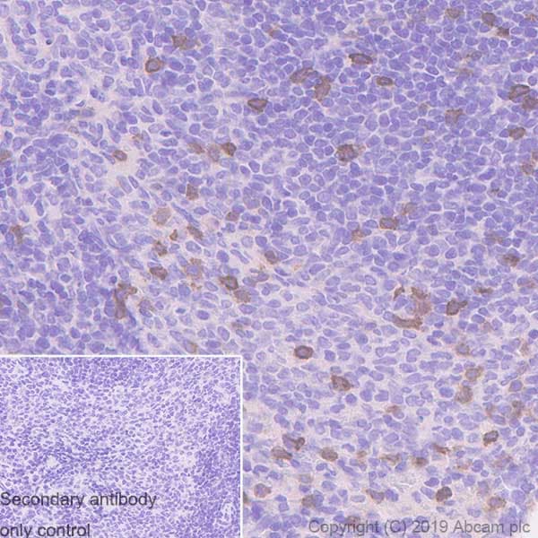 Ncr1 Nkp46 Antibody Epr23097 35 Bsa And Azide Free Ab267792  Immunohistochemistry Formalin Pfa Fixed Paraffin Embedded Sections Img26241