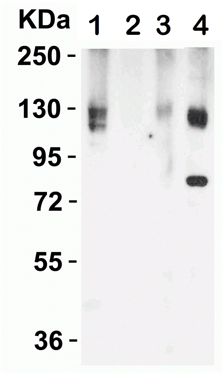 Anti-ACE2 antibody(AB15348)