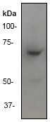 Anti-ITK/EMT antibody [Y401](AB32039)