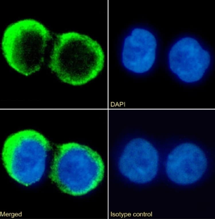 Anti-CD37 antibody [G28-1](AB281917)