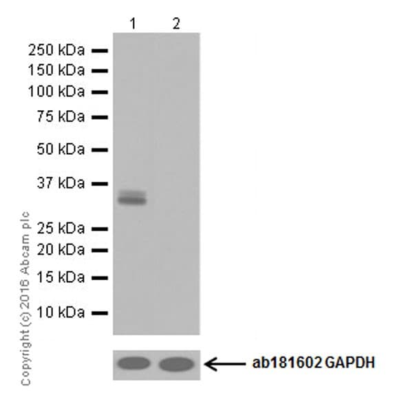 Anti-Otx2 antibody [EPR20375](AB183951)