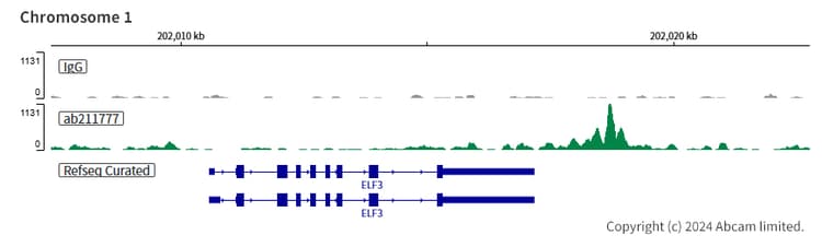 Anti-NR2F2 antibody [EPR18443] - BSA and Azide free(AB240387)