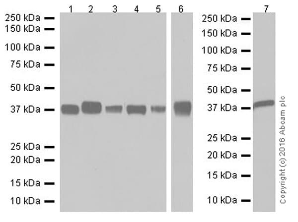 Anti-Aldolase+Aldolase C antibody [EPR19355] - BSA and Azide free(AB251296)