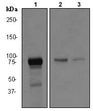 Anti-SATB2 antibody [EPNCIR130A](AB92446)