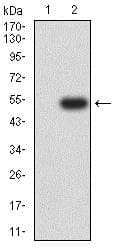 Icam2 Antibody 6b9g10 Ab233828  Western Blot Img147070