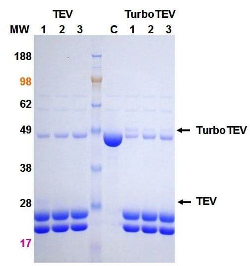Recombinant EN-TEV Protease protein (TurboTEV Protease)(ab285997)