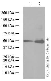 Anti-Angiopoietin 2/ANG2 antibody [EPR2891(2)] - BSA and Azide free(AB232358)