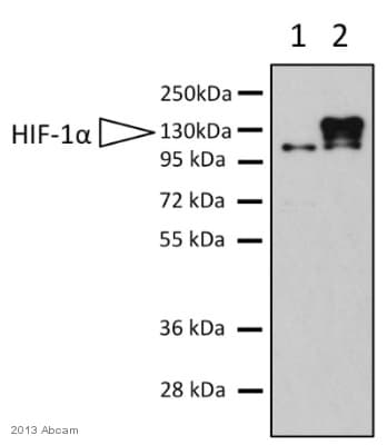 Anti-HIF-1 alpha antibody [EP1215Y](ab51608)