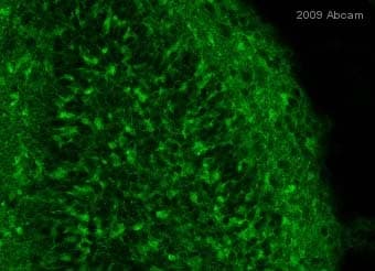 Anti-GFP antibody(AB5450)