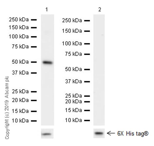 Anti-eRF3/GSPT1 antibody [EPR22908-103] - BSA and Azide free(AB256478)