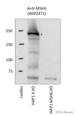 Anti-MSH6 antibody [EPR3945](AB92471)