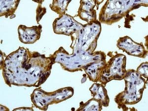 Neutrophil Marker (CD11b, CD16, CD32, CD44, CD55) Antibody Panel - Human(AB254016)