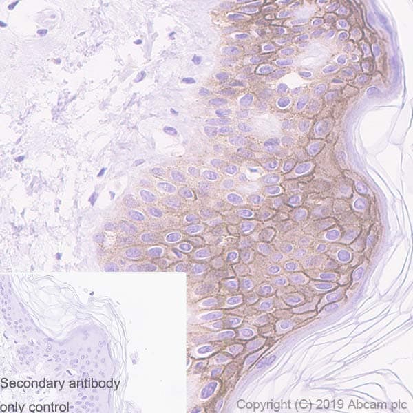 Anti-CD44v6 antibody [2F10](ab254174)