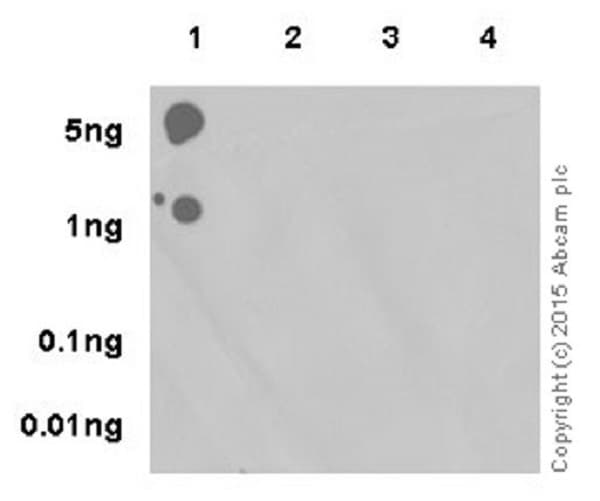 Anti-Histone H3 (tri methyl K9) antibody [EPR16601] - ChIP Grade(AB176916)