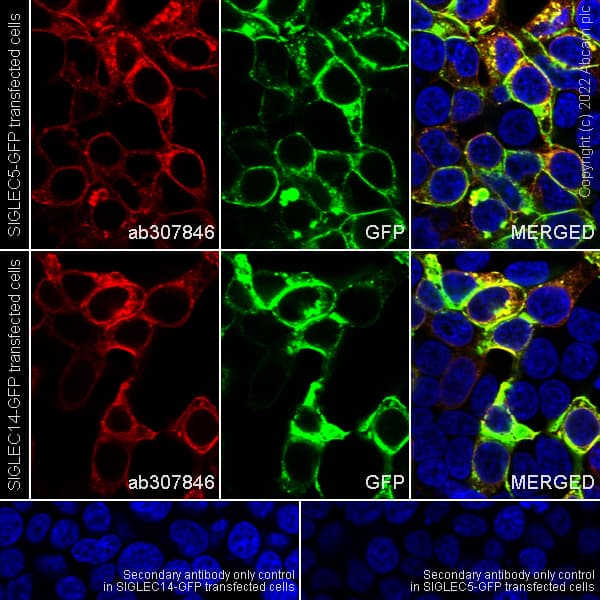 Goat Rabbit Igg H L Alexa Fluor 488 Preadsorbed Ab150085  Immunocytochemistry Immunofluorescence Img407254