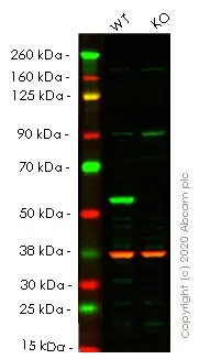Anti-SQSTM1 / p62 antibody [2C11] - BSA and Azide free(AB56416)