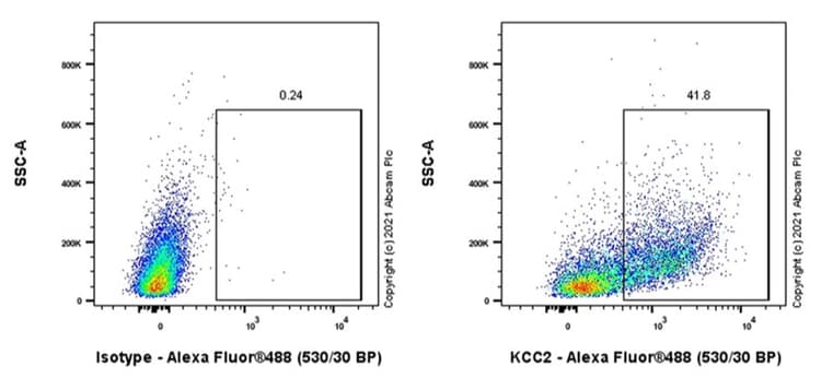 Anti-KCC2 antibody [EPR24203-85](AB259969)