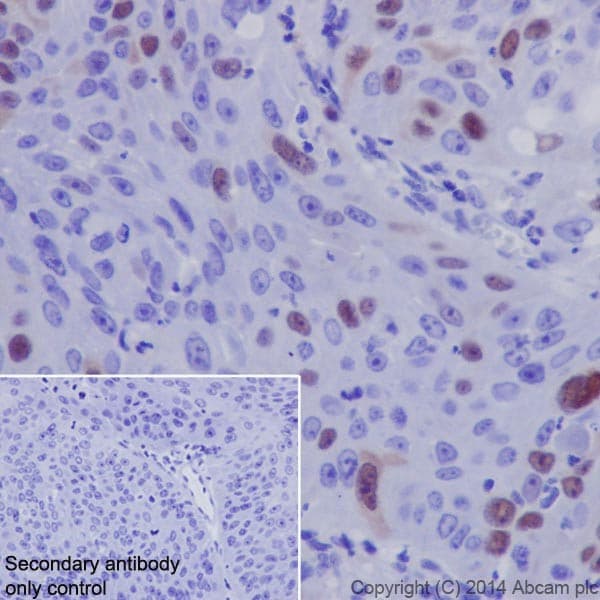 Cyclin A2 Antibody Epr17351 Bsa And Azide Free Ab231164  Immunohistochemistry Formalin Pfa Fixed Paraffin Embedded Sections Img45804