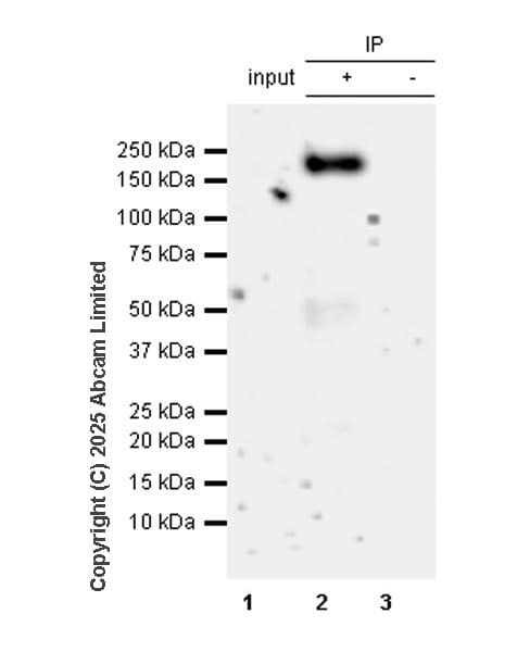 VeriBlot for IP Detection Reagent (HRP)(AB131366)