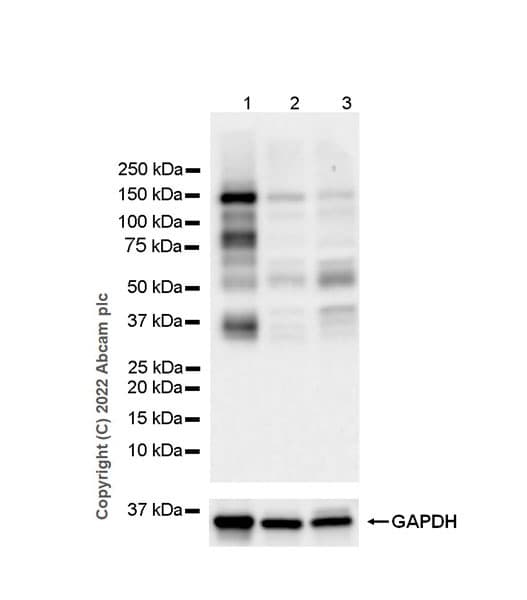 Anti-SMCR8 antibody [EPR26215-5] - BSA and Azide free(AB303549)