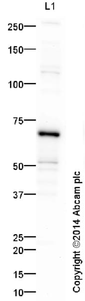 Anti-NF-kB p65 antibody(AB16502)