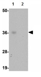 Abin3 Antibody Ab113748  Western Blot Img28030
