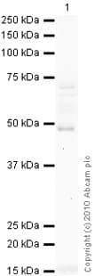 Serpinb2 Pai 2 Antibody Ab47742  Western Blot Img115192