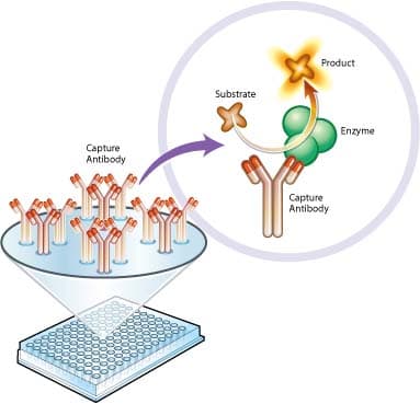 Pyruvate dehydrogenase (PDH) Enzyme Activity Microplate Assay Kit(AB109902)