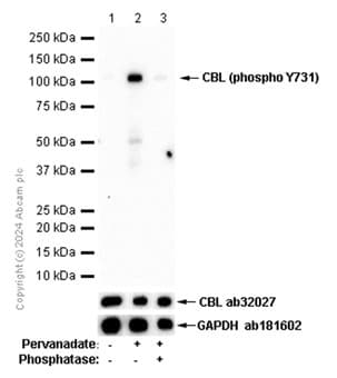 Cbl Phospho Y731 Antibody Ep973y Bsa And Azide Free Ab284695  Western Blot Img435131