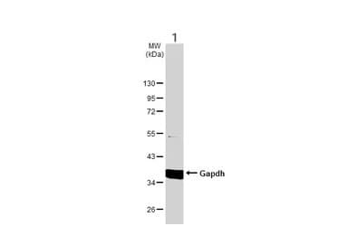 Anti-GAPDH antibody - Loading Control(AB210113)