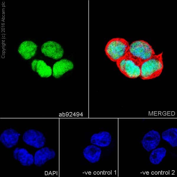 Anti-SOX2 antibody [EPR3131](AB92494)