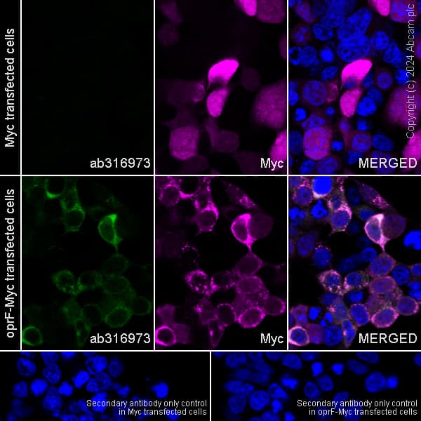 Anti-Pseudomonas Outer membrane porin F antibody [EPR28629-91](AB316973)