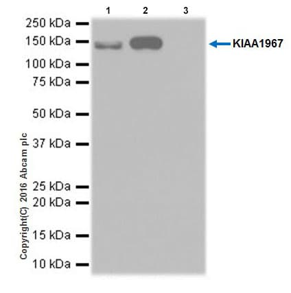 Anti-DBC-1 antibody [EPR19747] - BSA and Azide free(AB223530)