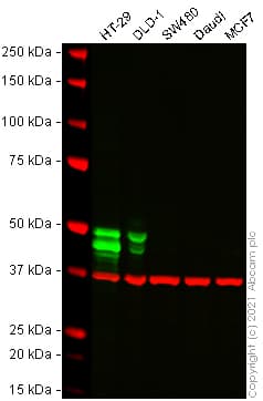 Anti-Cytokeratin 20 antibody [EPR1622Y] - BSA and Azide free(AB219589)