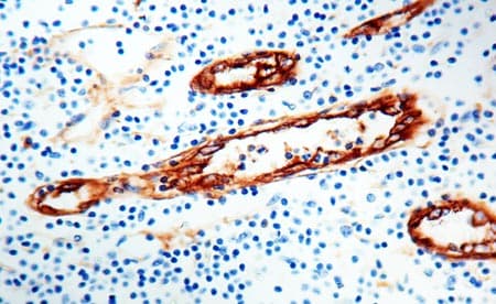 Von Willebrand Factor Antibody Ab9378  Immunohistochemistry Formalin Pfa Fixed Paraffin Embedded Sections Img115059