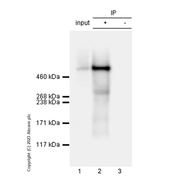 Anti-Heparan Sulfate Proteoglycan 2/Perlecan antibody [EPR28345-62] - BSA and Azide free(AB315241)