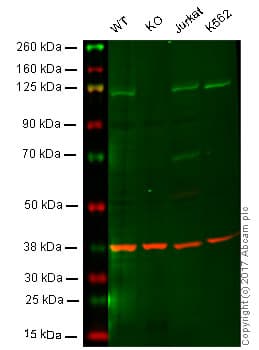 Anti-PI 3 Kinase p110 delta antibody [EPR386](AB109006)