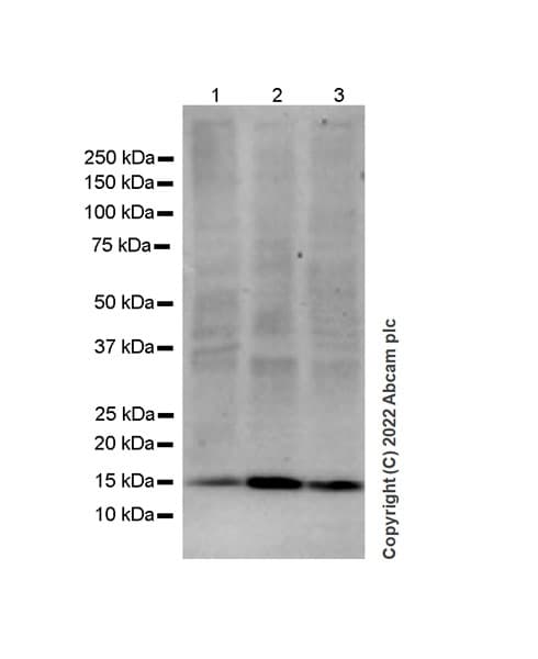 Anti-Calcineurin B/PPP3R1 antibody [EPR24992-18](AB303482)