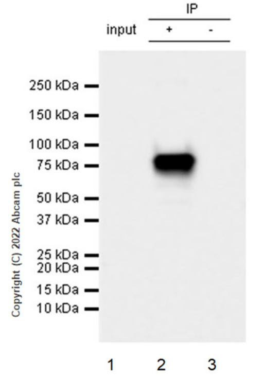 Anti-eRF3A/GSPT1 antibody [EPR27296-4](AB303524)