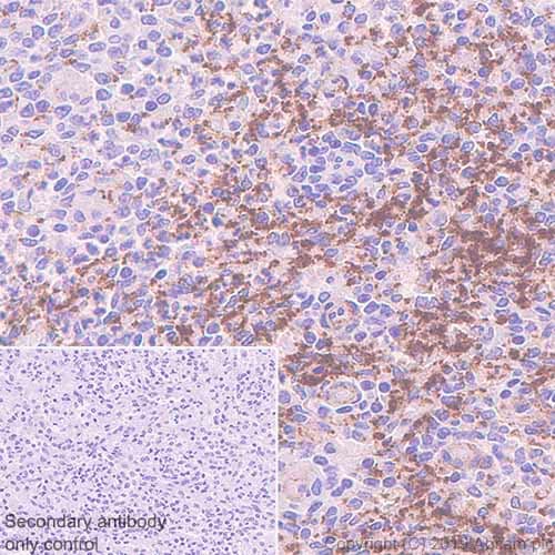 Anti-CD9 antibody [EPR23105-125](AB263019)