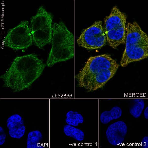 Anti-alpha Tubulin antibody [EP1332Y] - Microtubule Marker(AB52866)