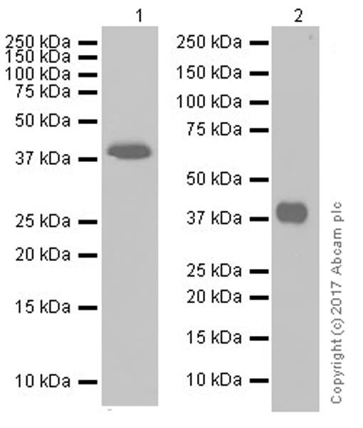 Anti-EpCAM antibody [EPR20532-225](AB223582)
