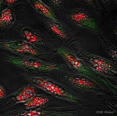 Anti-Nestin antibody [10C2] - Neural Stem Cell Marker(AB22035)