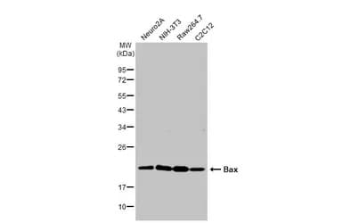 Anti-Bax antibody(AB263897)
