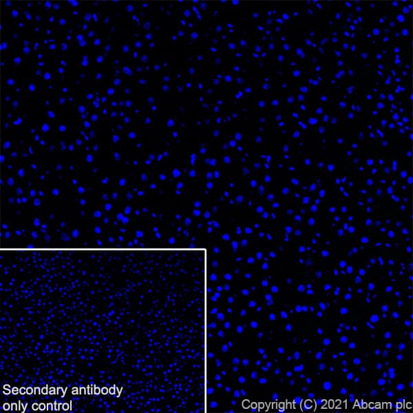 Anti-KCC2 antibody [EPR24203-85](AB259969)