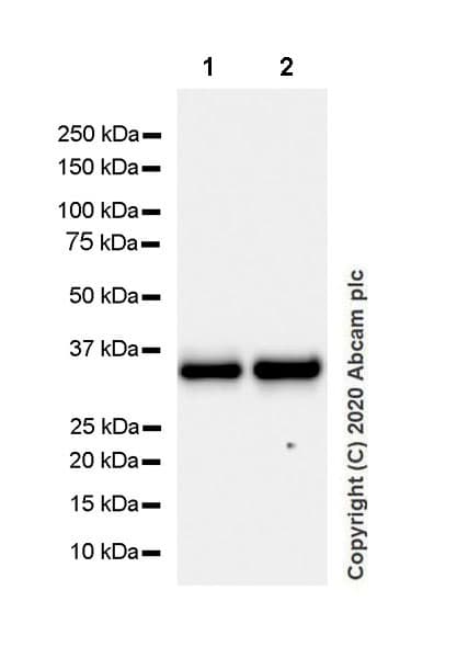 Anti-CD20 antibody [EP459Y] - Mouse IgG2a (Chimeric) - BSA and Azide free(AB279311)