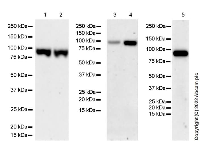 Anti-SUZ12 antibody [EPR26230-82] - BSA and Azide free(AB307892)