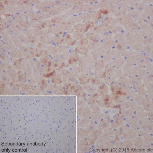 Anti-Cardiac Troponin T antibody [EPR20266] - BSA and Azide free(AB223536)