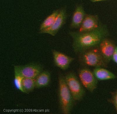 Alpha 1 Microglobulin Antibody Ab47980  Immunocytochemistry Immunofluorescence Img47367