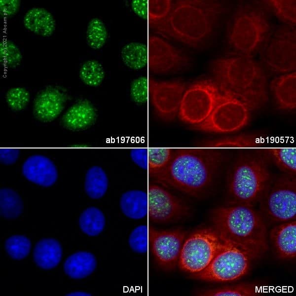 Alexa Fluor 488 Brd4 Antibody Epr51502 Ab197606  Immunocytochemistry Img177433